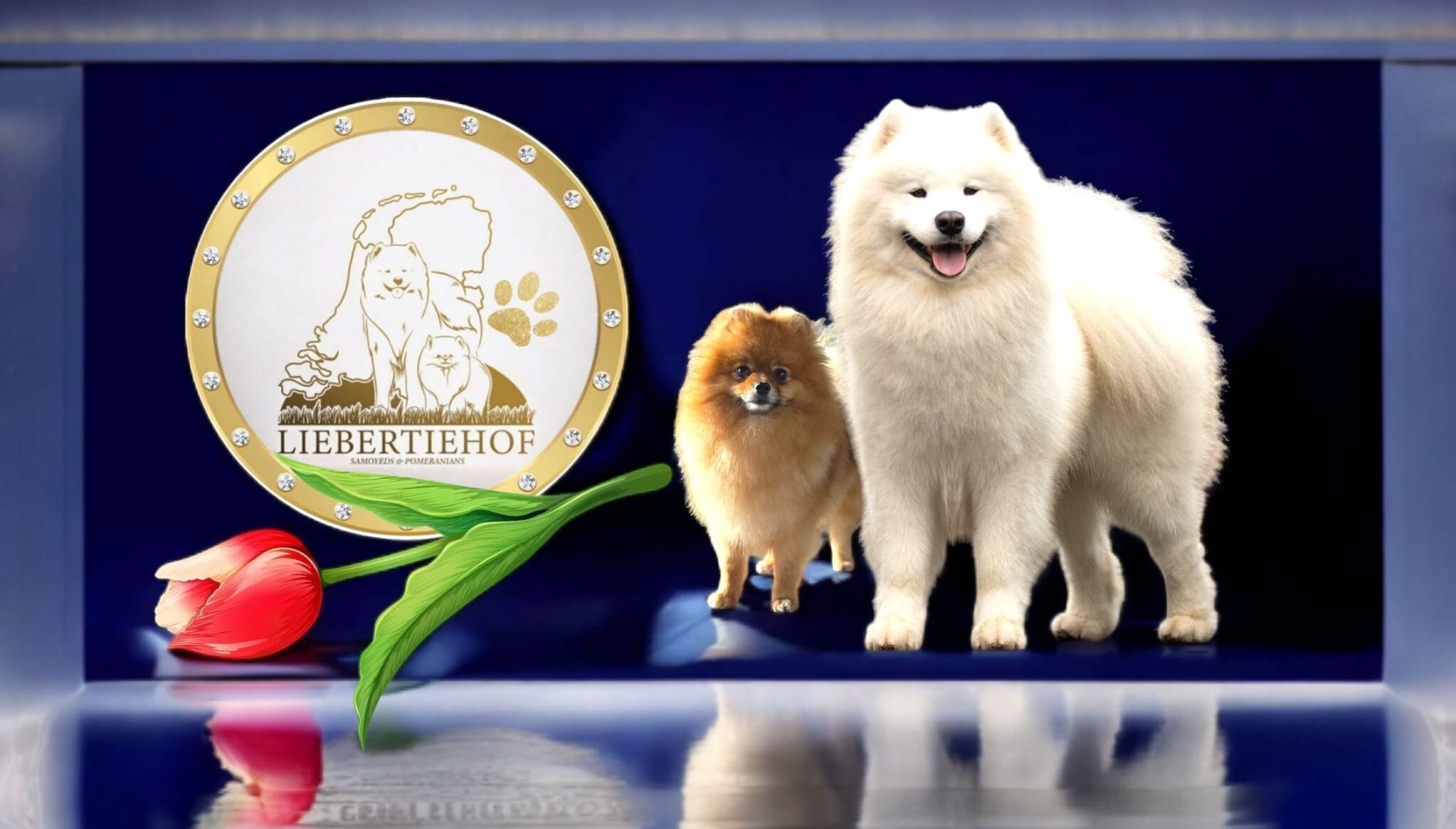 Samojeden & Pomeranian Kennel Liebertiehof